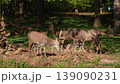 Red deers in richmond park london united kingdom at sunrise 139090231
