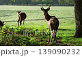 Red deers in richmond park london united kingdom at sunrise 139090232