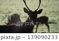 Red deers in richmond park london united kingdom at sunrise 139090233