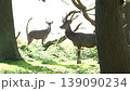 Red deers in richmond park london united kingdom at sunrise 139090234
