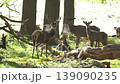 Red deers in richmond park london united kingdom at sunrise 139090235
