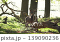 Red deers in richmond park london united kingdom at sunrise 139090236