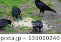 Ravens eating food in richmond park london 139090240