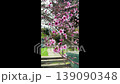 Close up of cherry blossom tree. 139090348