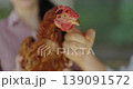 livestock farm concept of 4k resolution. Caucasian veterinarian checking the condition of chickens in the farm. 139091572
