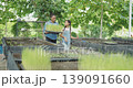 Agricultural concept of 4k resolution. An African mother and daughter are planting seedlings to plant in a rice field. 139091660