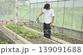 Agricultural concept of 4k resolution. African students watering vegetables in the agricultural education center. 139091688