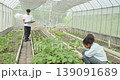 Agricultural concept of 4k resolution. African students tending vegetable plots in the Agricultural Education Center. 139091689