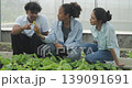Agricultural concept of 4k resolution. Students of various nationalities tend the vegetable plots in the Agricultural Education Center. 139091691