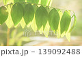 star gooseberry leaf hanging from branch with sunlight on sunset in garden 139092488