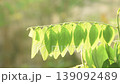 star gooseberry leaf hanging from branch with sunlight on sunset in garden 139092489