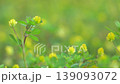 Small yellow flowers of Trifolium dubium 139093072
