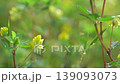 Small yellow flowers of Trifolium dubium 139093073