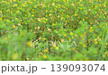 Small yellow flowers of Trifolium dubium 139093074
