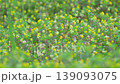 Small yellow flowers of Trifolium dubium 139093075