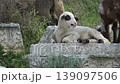 Young lamb rest on ornately carved ancient stone blocks as a flock grazes the hillside ruins of Letoon Sacred Area, historic Lycian ruins near city of Xanthos, Mugla, Turkey 139097506