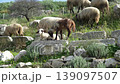 Young lamb rest on ornately carved ancient stone blocks as a flock grazes the hillside ruins of Letoon Sacred Area, historic Lycian ruins near city of Xanthos, Mugla, Turkey 139097507