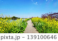 I cycle along a road lined with rapeseed flowers. A cycling path. Scenery of cherry blossoms in bloom. 139100646