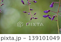 The wisteria blossoms sway gently in the breeze. Wisteria blossoms in a quiet forest. Slow motion. 139101049