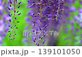 The wisteria blossoms sway gently in the breeze. Wisteria blossoms in a quiet forest. Slow motion. 139101050