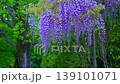 Wisteria blossoms swaying in the wind. Clusters of wisteria blossoms. 139101071