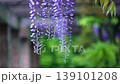 Wisteria blossoms swaying gently in the breeze. A peaceful scene. 139101208