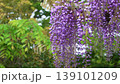 Wisteria blossoms. A gentle breeze is blowing, causing the flower clusters to sway. 139101209