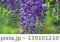 Wisteria blossoms. A gentle breeze is blowing, causing the flower clusters to sway. 139101210