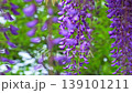 Wisteria blossoms. A gentle breeze is blowing, causing the flower clusters to sway. 139101211