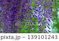 Wisteria blossoms. A gentle breeze is blowing, causing the flower clusters to sway. 139101243