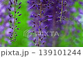 Wisteria blossoms. A gentle breeze is blowing, causing the flower clusters to sway. 139101244