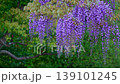 Wisteria blossoms. A gentle breeze is blowing, causing the flower clusters to sway. 139101245