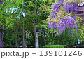 Wisteria blossoms. A gentle breeze is blowing, causing the flower clusters to sway. 139101246