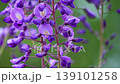 Wisteria blossoms. A gentle breeze is blowing, causing the flower clusters to sway. 139101258