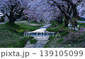 Kanonji河的櫻花盛開 139105099