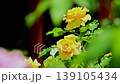 Yellow rose flower close-up 139105434