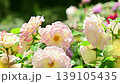 Beautiful pale pink rose flowers 139105435