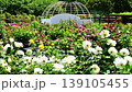 The roses in Nishiyama Park are in full bloom in a riot of colors. 139105455