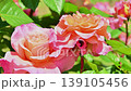 Elegant and beautiful rose flowers 139105456