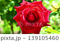 A close-up of a bright red rose. 139105460