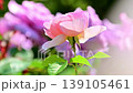 Beautiful pale pink rose flowers 139105461