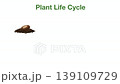 Plant life cycle animation showing seed, sprout, growing plant, and flowering stage. Educational visual for biology lessons, e learning content, classroom media, digital teaching about plant growth 139109729