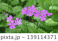 風に揺れる桜草 139114371