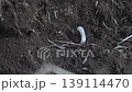 土に潜るクワガタの幼虫 139114470