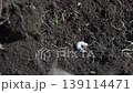 土に潜るクワガタの幼虫 139114471
