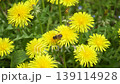 タンポポにつくミツバチ 139114928