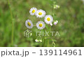 風に揺れるハルジオン 139114961