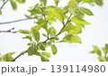 風に揺れる柿の葉 139114980
