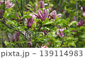 風に揺れる木蓮 139114983