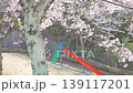 Cherry trees swaying in the wind 139117201